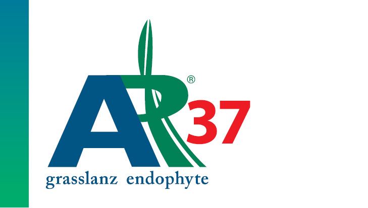 AR37 Endophyte